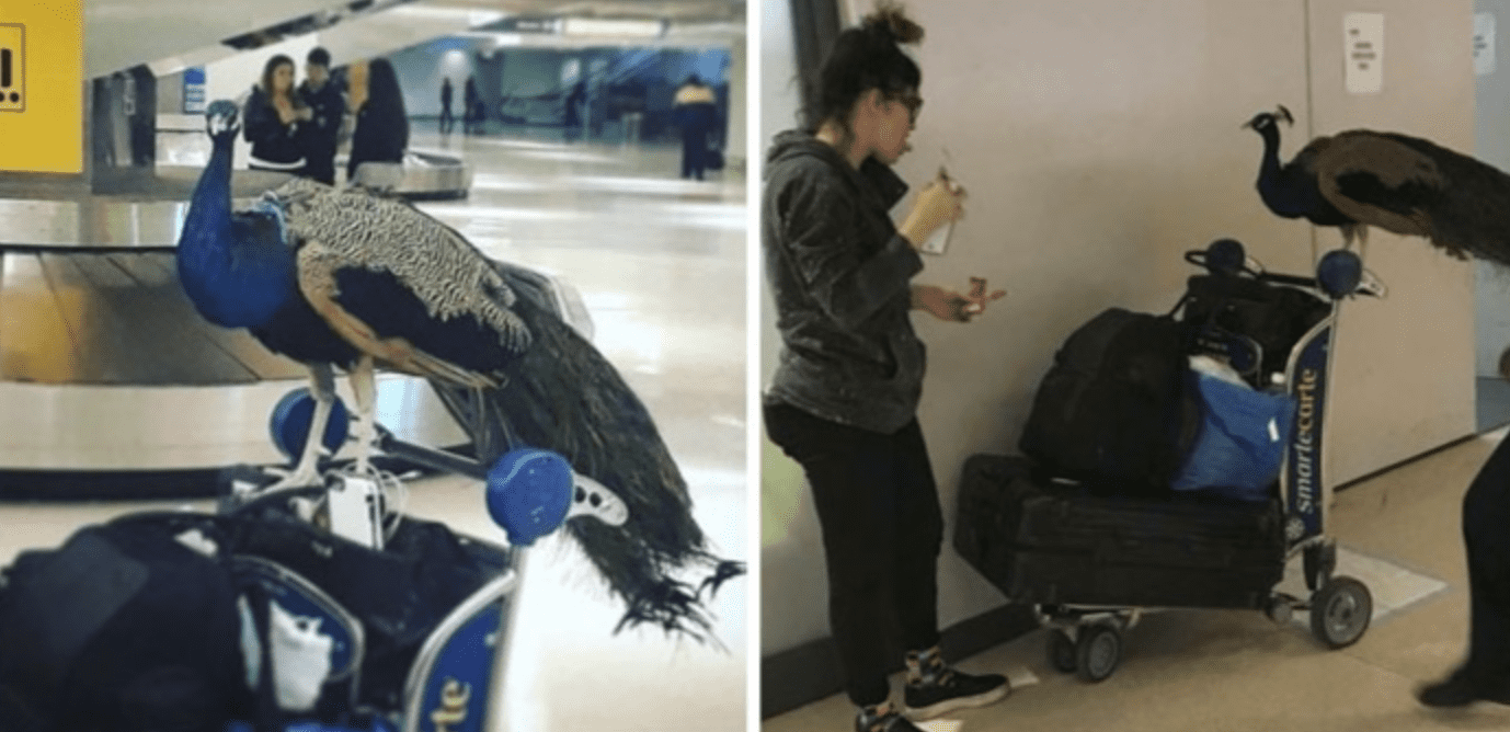 Người phụ nữ này đã mang theo con công hỗ trợ tinh thần trong chuyến bay của cô ấy đến Los Angeles từ Sân bay Newark. Tuy nhiên, con công Dexter này đã bị giới chức hàng không từ chối cho lên máy bay